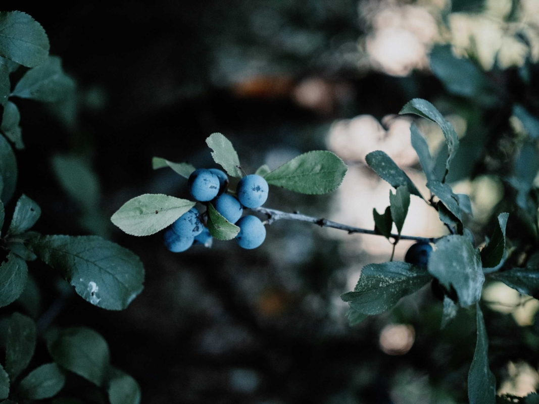 Waldheidelbeeren als natürlicher Stresskiller und Stimmungsaufheller
