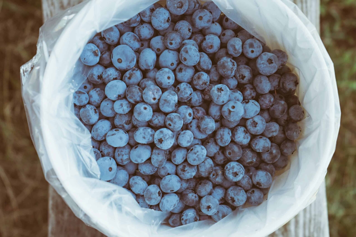 Waldheidelbeeren und ihre Bedeutung für die Haargesundheit
