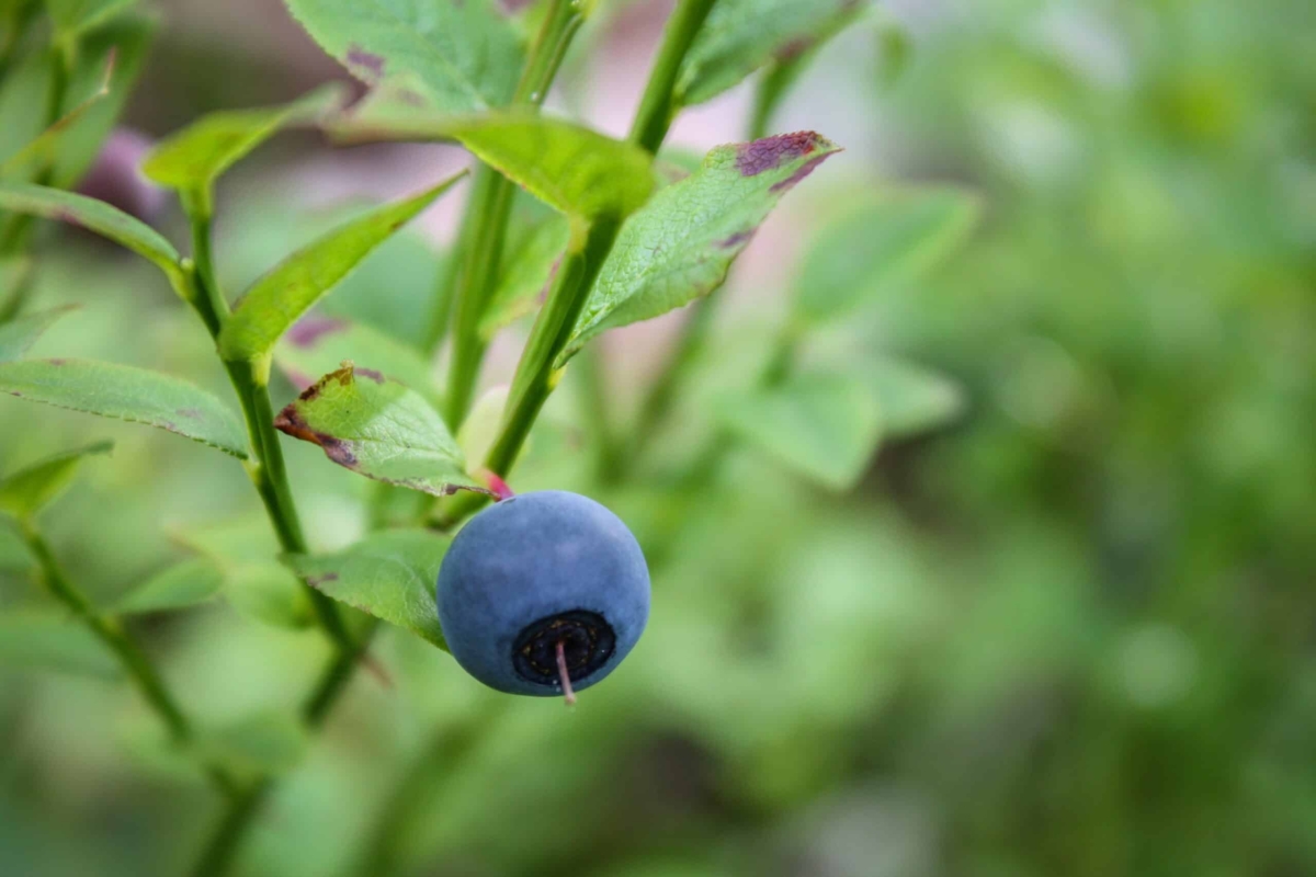 Waldheidelbeeren - Die geheime Zutat für ein starkes Immunsystem