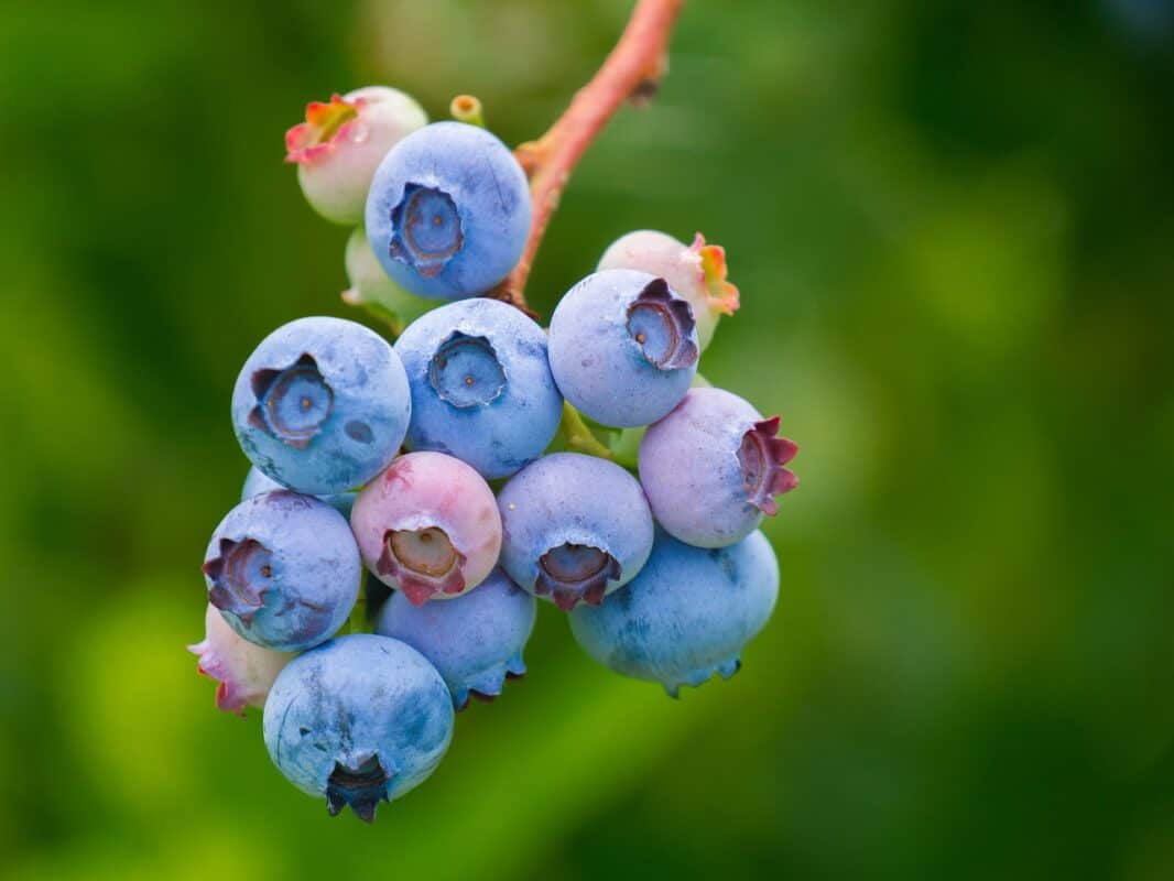 Waldheidelbeeren-in-der-Schwangerschaft-Gesunde-Unterstuetzung-fuer-Mutter-und-Kind